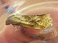 Gynnidomorpha permixtana